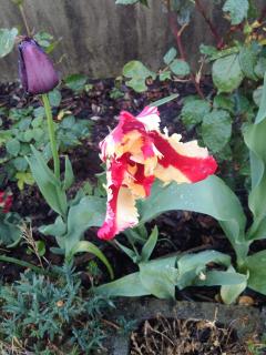 Le Rose Sul Lago - Pescate - 1