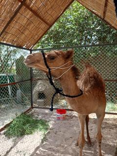 Bedouin Lodge Luxor - 6