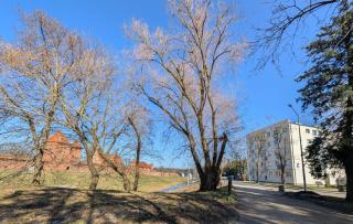 Castle View Apartment - Malbork - 1