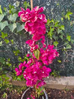 Buenas vistas y privacidad, tranquila y fresca villa en el bosque de Valencia con una magnífica piscina de 80m2 - 7