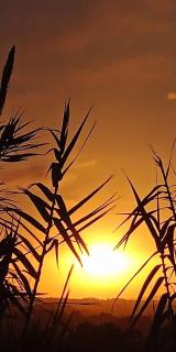 cottage Vinea Olea - 2