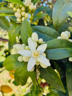 Az. Agricola Agriturismo Lo Schiucciolo - 8