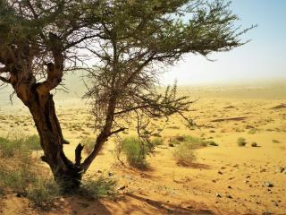 La maison saharaouie - 1