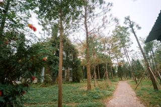 Veco Pine Retreat Villa - 4