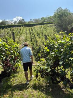 Viña Sicilia Hotel y Viñedo - 4