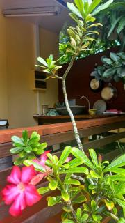 VAIPUA LODGE - 5