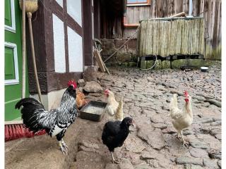 Ferienwohnung im Erholungsort Suhl - 3