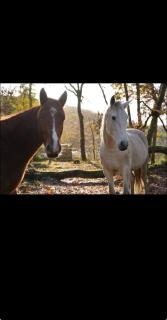 Ranch Horse Paradise - 2