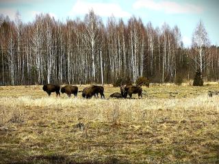 Domki u Ralfiego - 8