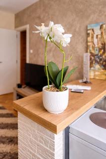 Stan Na Dan Šabac - Apartman ANIKA - 6