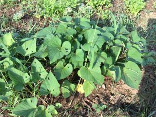 Strawberry Villa - Vacation STAY 18556 - 1