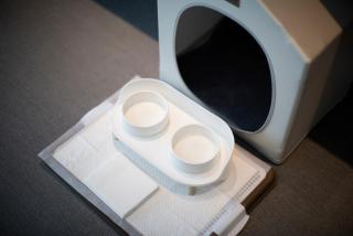 Glamdog - Yangyang - 5