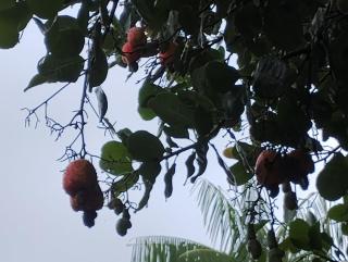 Família Nascimento - 6