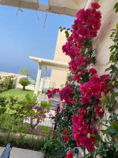 Sea La Sun, Green Coast - 1