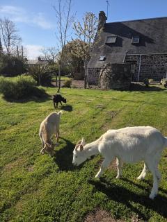 Gîte la belle etoile proche de Granville - 1