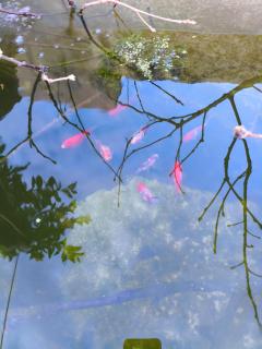 Tapada das Carvalhas - Castelo Branco - 8