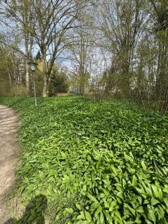Rotbach Garden - 1