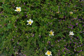 Ancient Retreat Hoi An - Riverfront Resort - 3