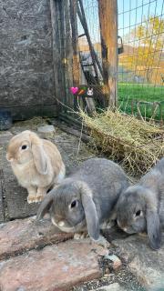 Agriturismo La Valle Dimenticata - 8