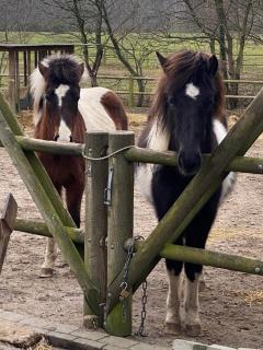 Staldhygge Bornholm - Appartment im Pferdestall - 2