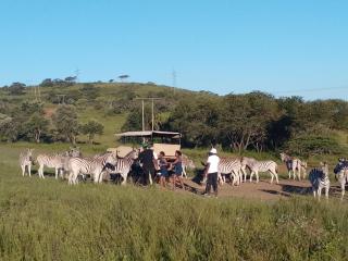Dlangala Lodge and day resort - 1