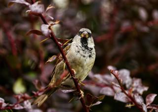 Elm Tree Cottage - 6