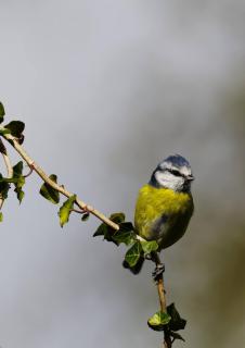 Elm Tree Cottage - 3