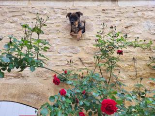 Le Clos des Figuiers - 3 Gîtes de caractère - 8