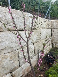 Stella Fyti Heights - Adults only - Fyti - 9