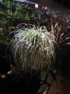 WHY NOT GUESTHOUSE - 6