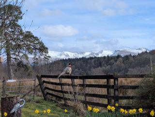 Cosy Highland Cottage - 4