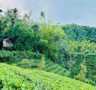 Hill wood nature touch resort - 4