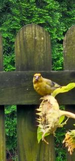 Roztoczańska dusza - 2