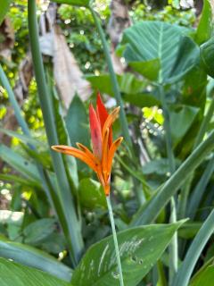 Nature Escape, Manzanilla with Experiences included - 3