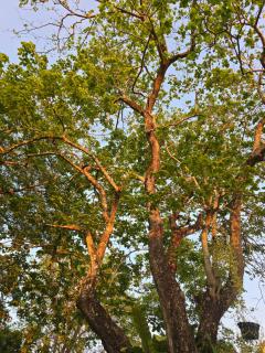 Lazy Daisy Nakhon Nayok - 8