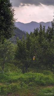 Valeria by Xtastays, Deohari, Sainj Valley, Kullu - 8