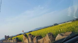 South Sagae Jeju - 0