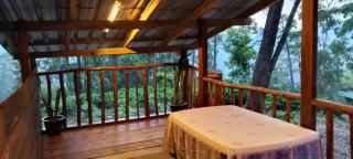 Hidden Pine Ella - 5