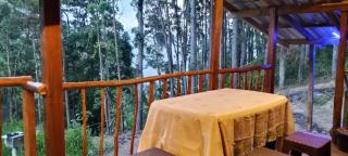 Hidden Pine Ella - 3