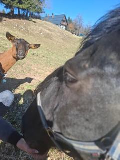 Tourist Farm Pr' Maretč - 4