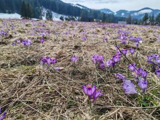Tatra Lodge Apartamenty z widokiem na góry - Kościelisko - 7