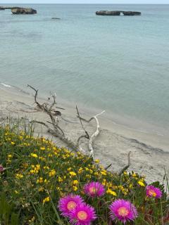 Corallo - Otranto - 8