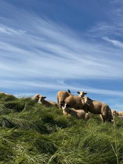 Vacation, also with a dog, in Stade! - 6