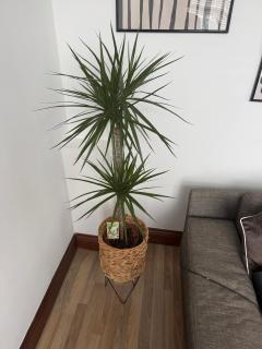 Hollins Mill Apartment - 5