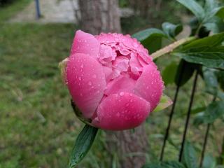 maison familiale avec jardin et terrasse - 3
