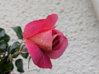 maison familiale avec jardin et terrasse - 2