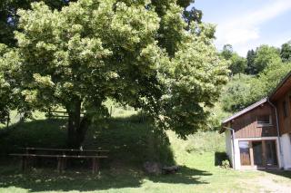 Appartement dans vielle ferme au coeur des Vosges - 7