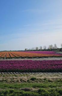 Maison de Lucie à Tholen - 4