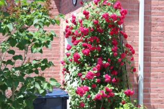 Stunning 2-Bed Room 1 - Bed Room Gem for rent in Scarborough, Near to Downtown Toronto - 2