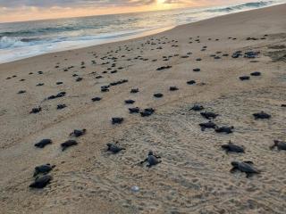 Cocolisso cabaña 1 - 7